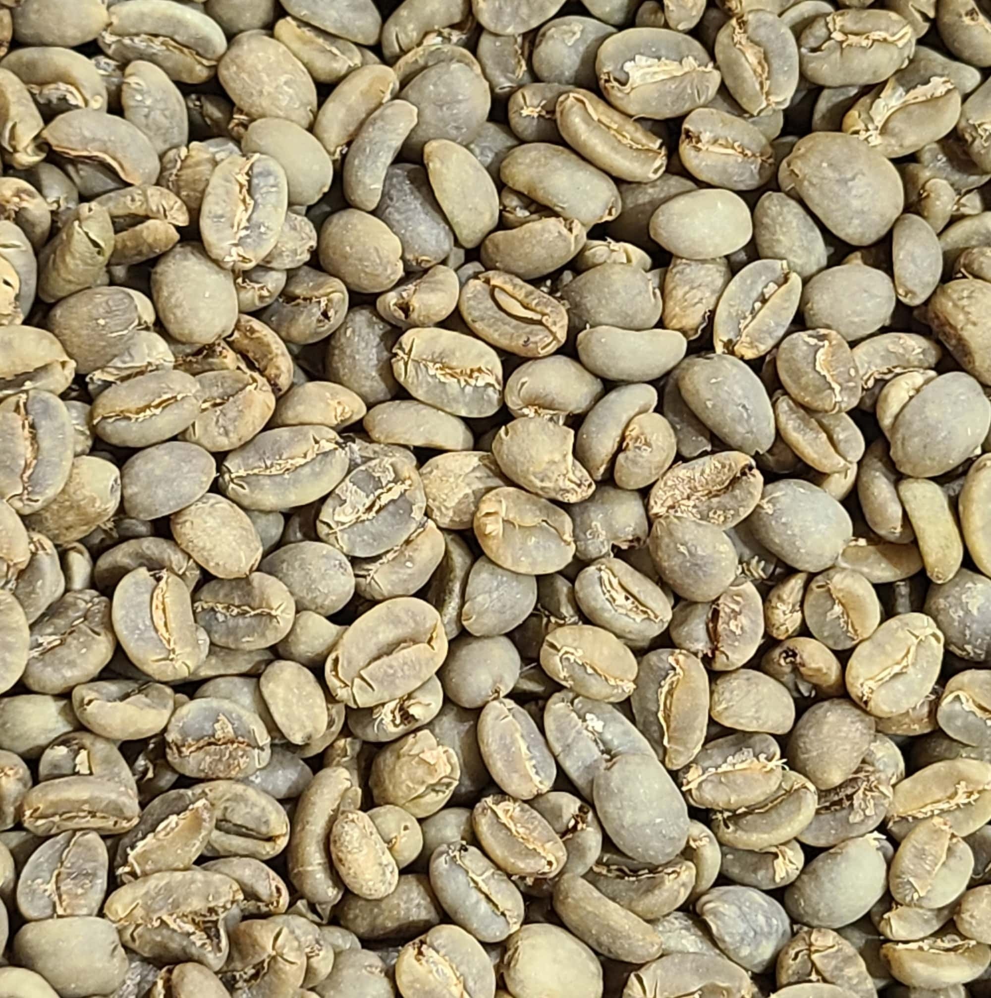 Celebes Sulawesi Kalossi Green Coffee Beans (Not Roasted)